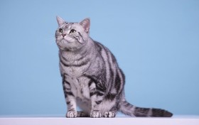 相當多英語怎麼讀大量英語：如何發音？