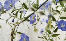 果味英語怎麼說水果風味英語表達方式