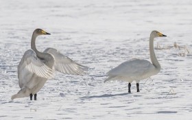 使滿意英語怎麼讀如何唸出「使滿意」的英文說法？